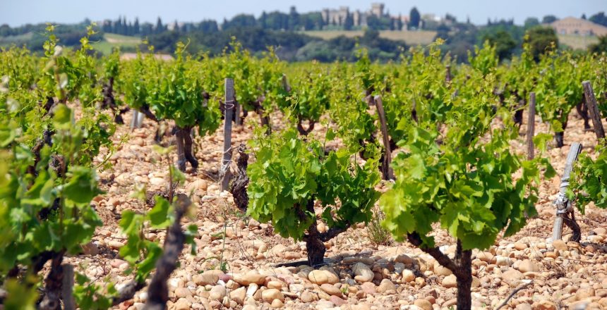 Old vineyard in France Cotes du Rhone