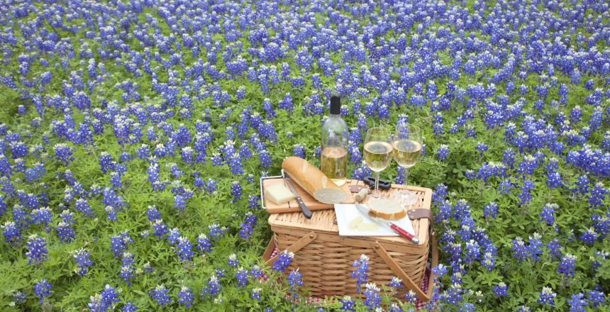 A brown wicker picnic basket with wine, cheese, bread and utensils in a field of Texas Hill Country bluebonnets